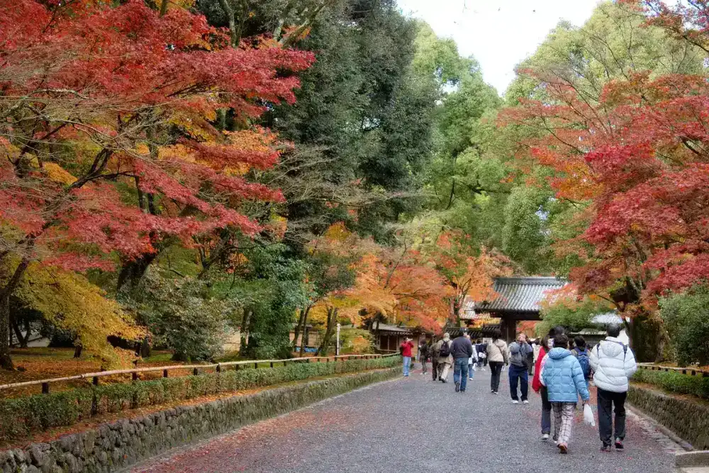 Maple leaves turning red over a temple roof in Kyoto in late autumn