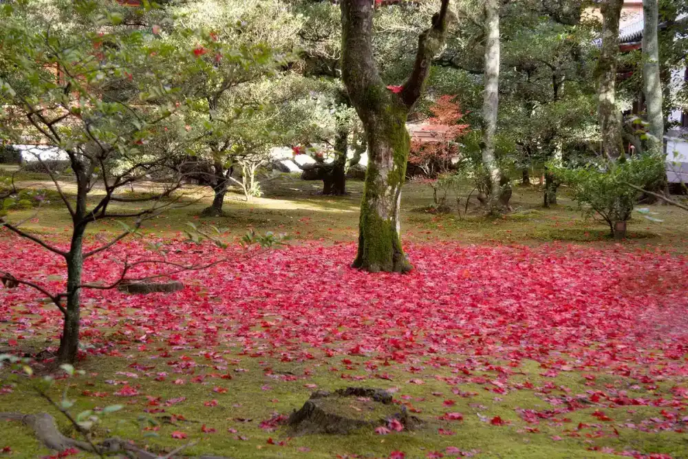 Autumn colour around a temple pond in Kyoto